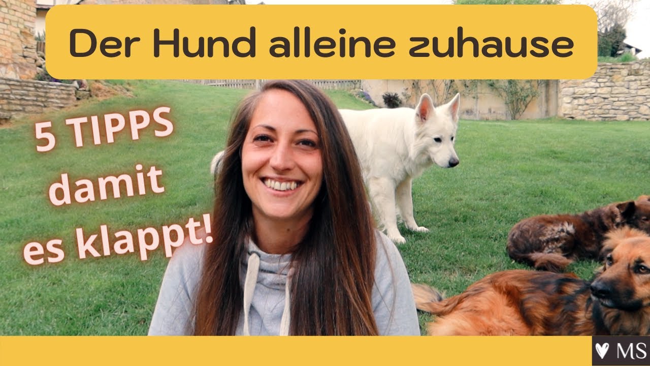 Der Hund alleine zuhause ➤ 5 Tipps damit es klappt