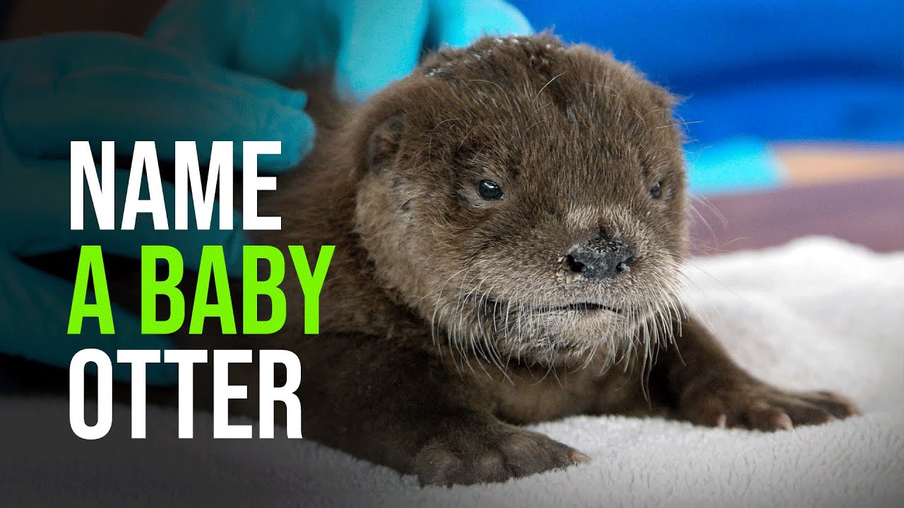 Help Name the North American River Otter Pup at Chicago’s Brookfield Zoo