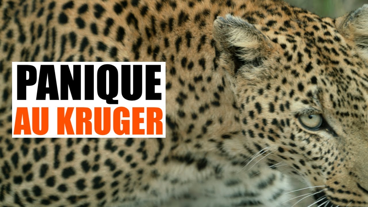 Ep.33 : Panique au Kruger, Afrique du Sud