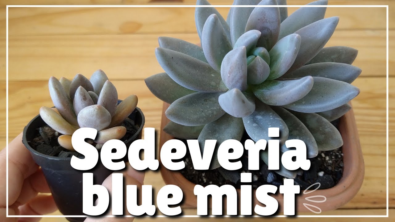 SEDEVERIA BLUE MIST: vaso e substrato novo, mudas feitas por folha e+