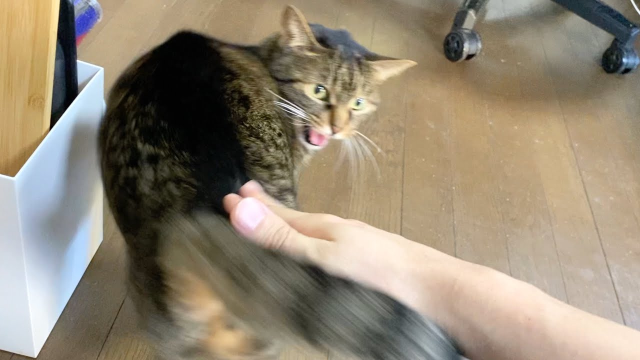 俺に絶対に懐かない元野良猫のてんちゃん♀...　まとめ