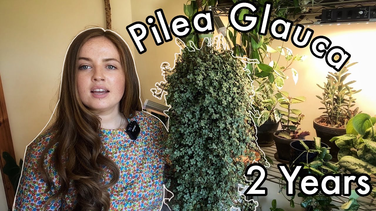 Советы по уходу за Pilea Glauca | Обзор роста за 2 года
