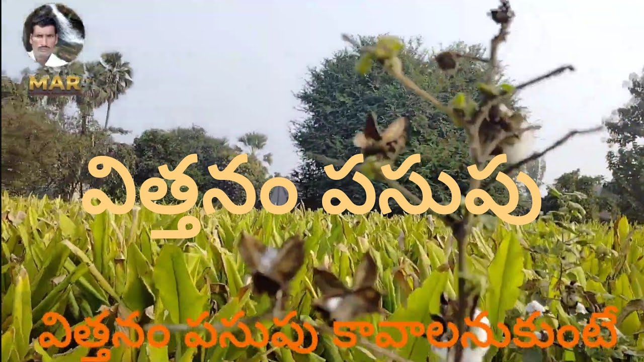 #farming #విత్తనం పసుపు #viral #motivation 