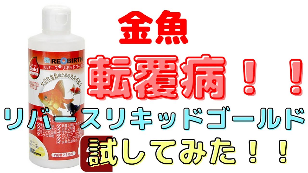 【 金魚 】転覆病に！リバースリキッドゴールド試してみた！効果のほどは！？