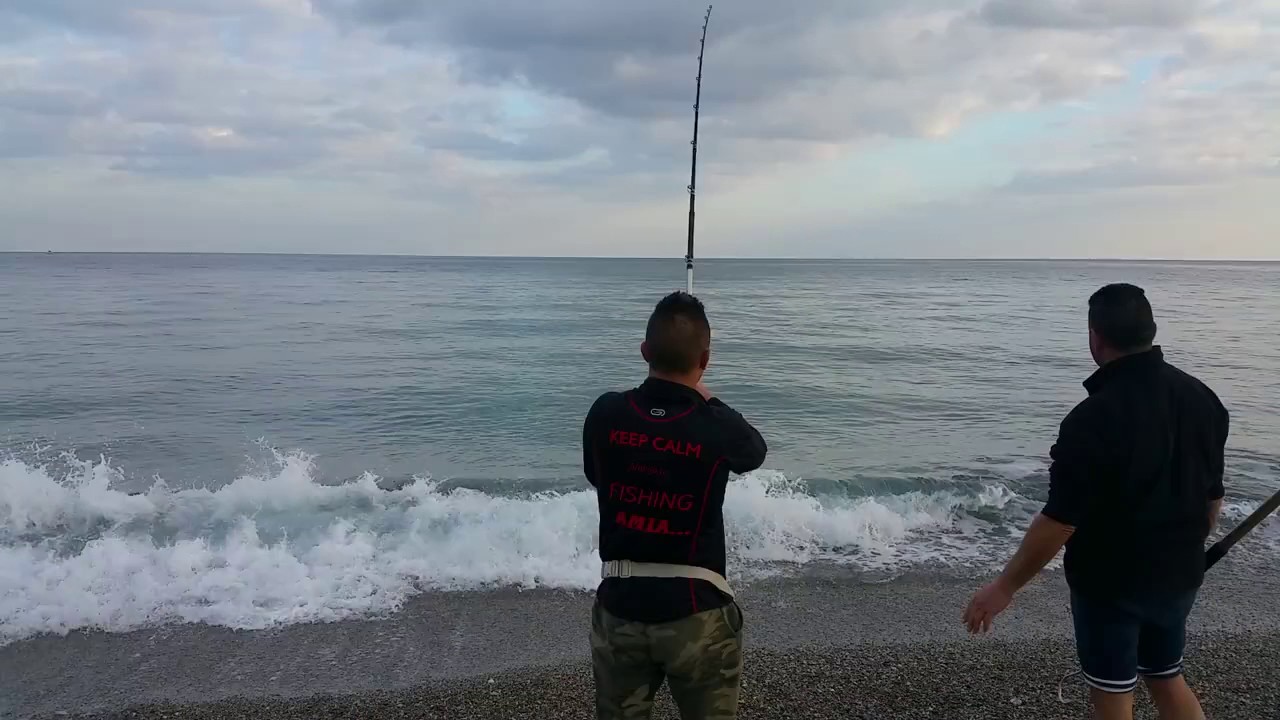 Leccia amia enorme catturata da riva.