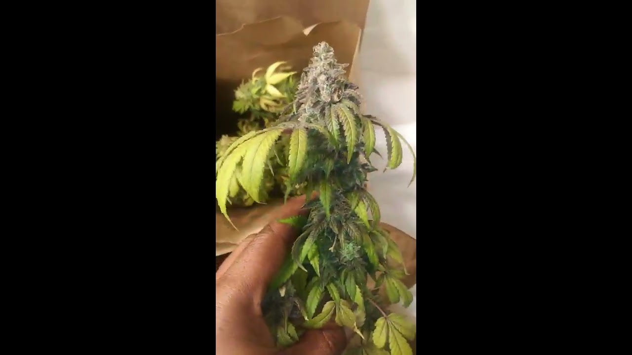 #Thotdiesel Breeding project f2's, IBL bx1 #weworking #generationsour #notillgrowlabs