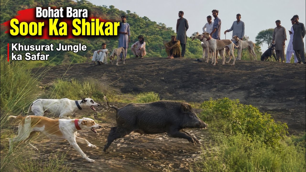 Bohat Bara Soor Ka Shikar | Jungle Ka Khubsurat Safar