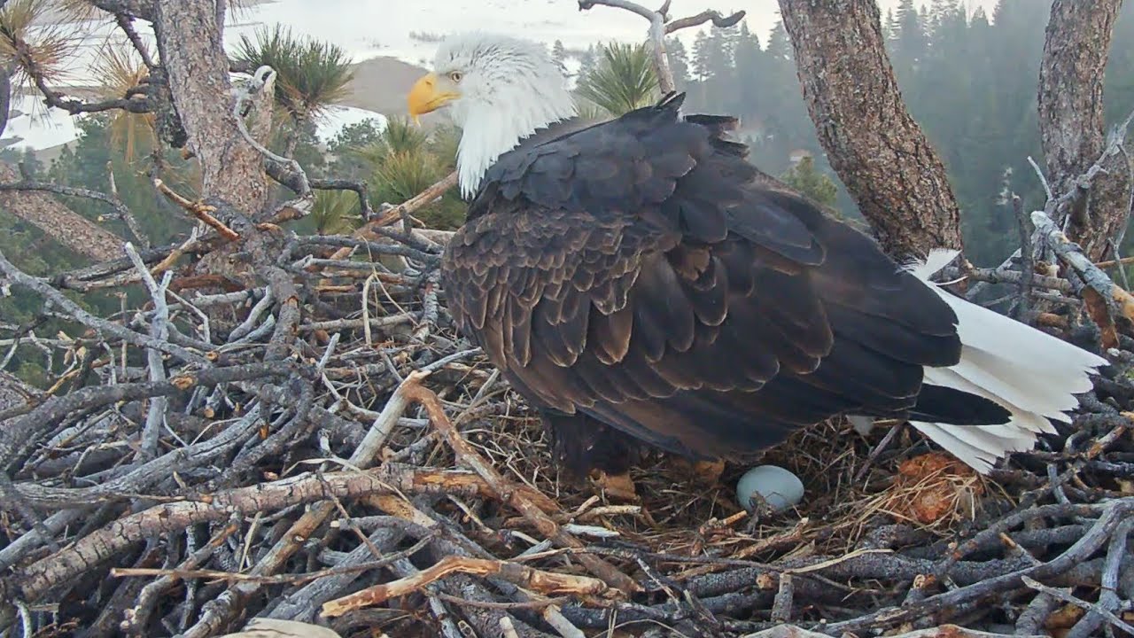 Big Bear~🥳🥚Jacky laid her first egg~ 4:32 PM 2026/01/23