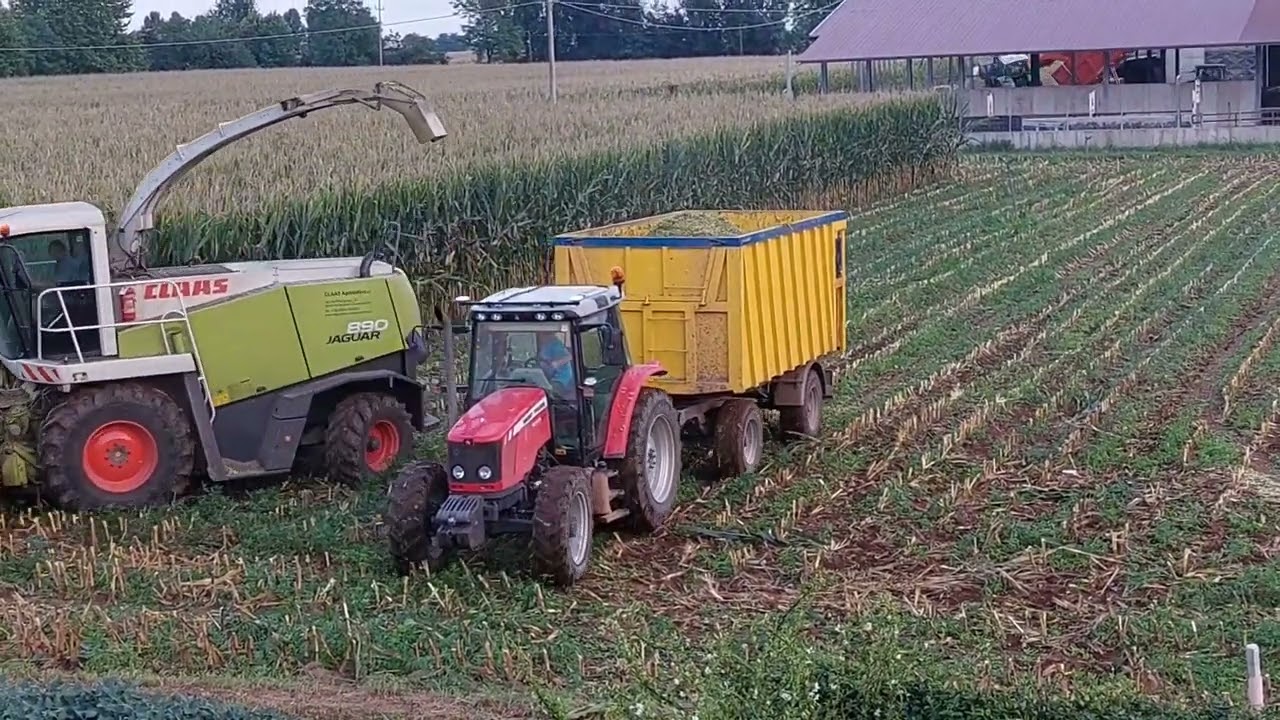 Insilato di mais con trincia CLAAS JAGUAR 890!