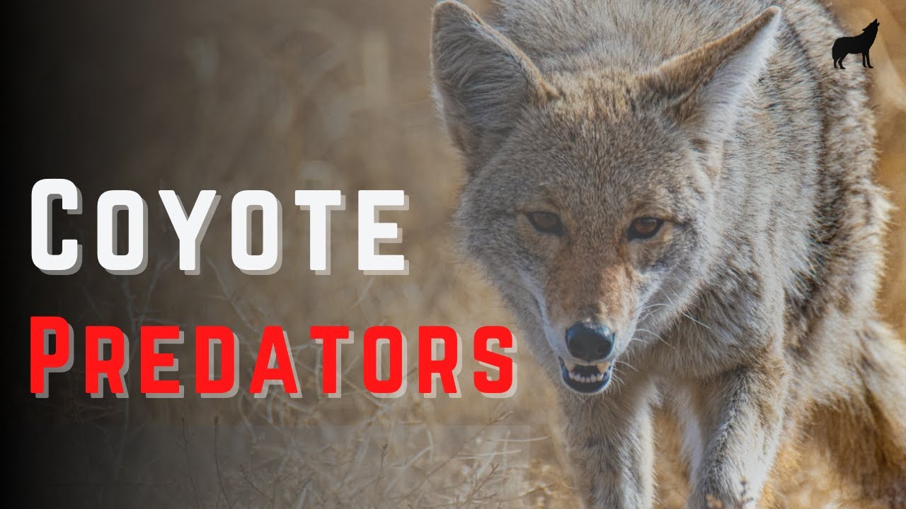 What Eats Coyotes: Complete List of Coyote Predators!