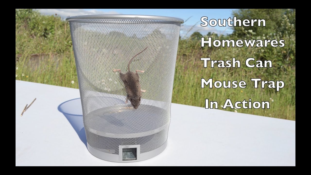 Trash Can Mouse Trap In Action. Southern Homewares Live Catch Mouse Trap In Action