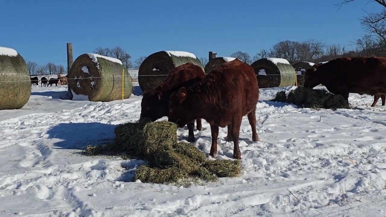 Winter cattle water valve is working great