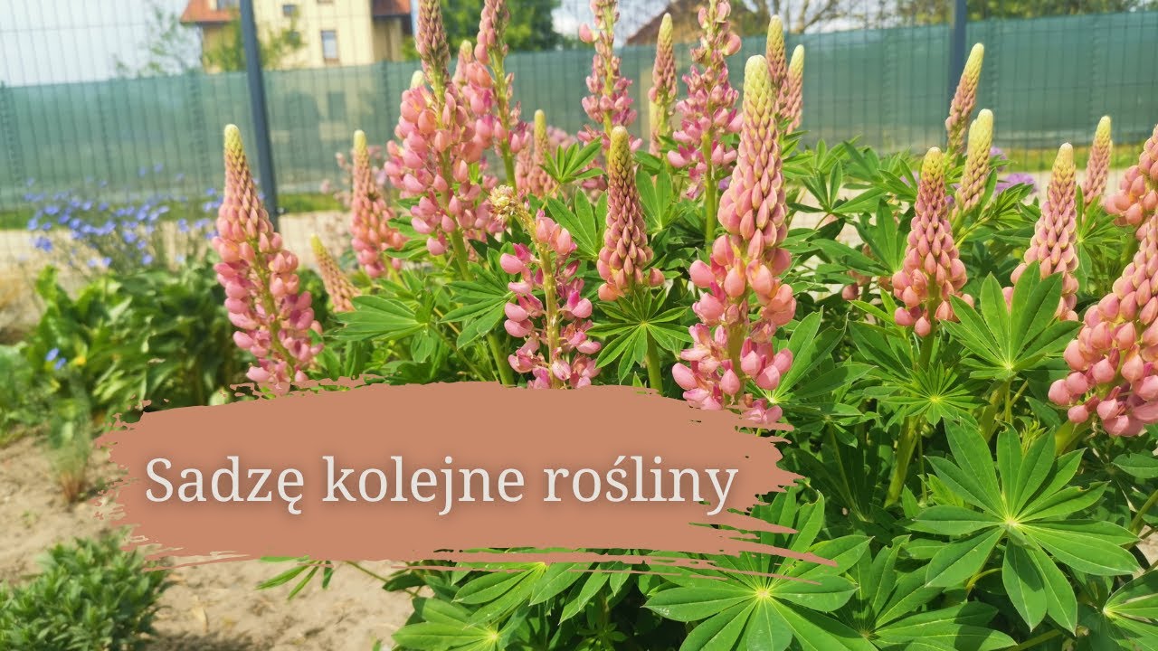 Sadzę kolejne rośliny | drobne porządki na rabacie