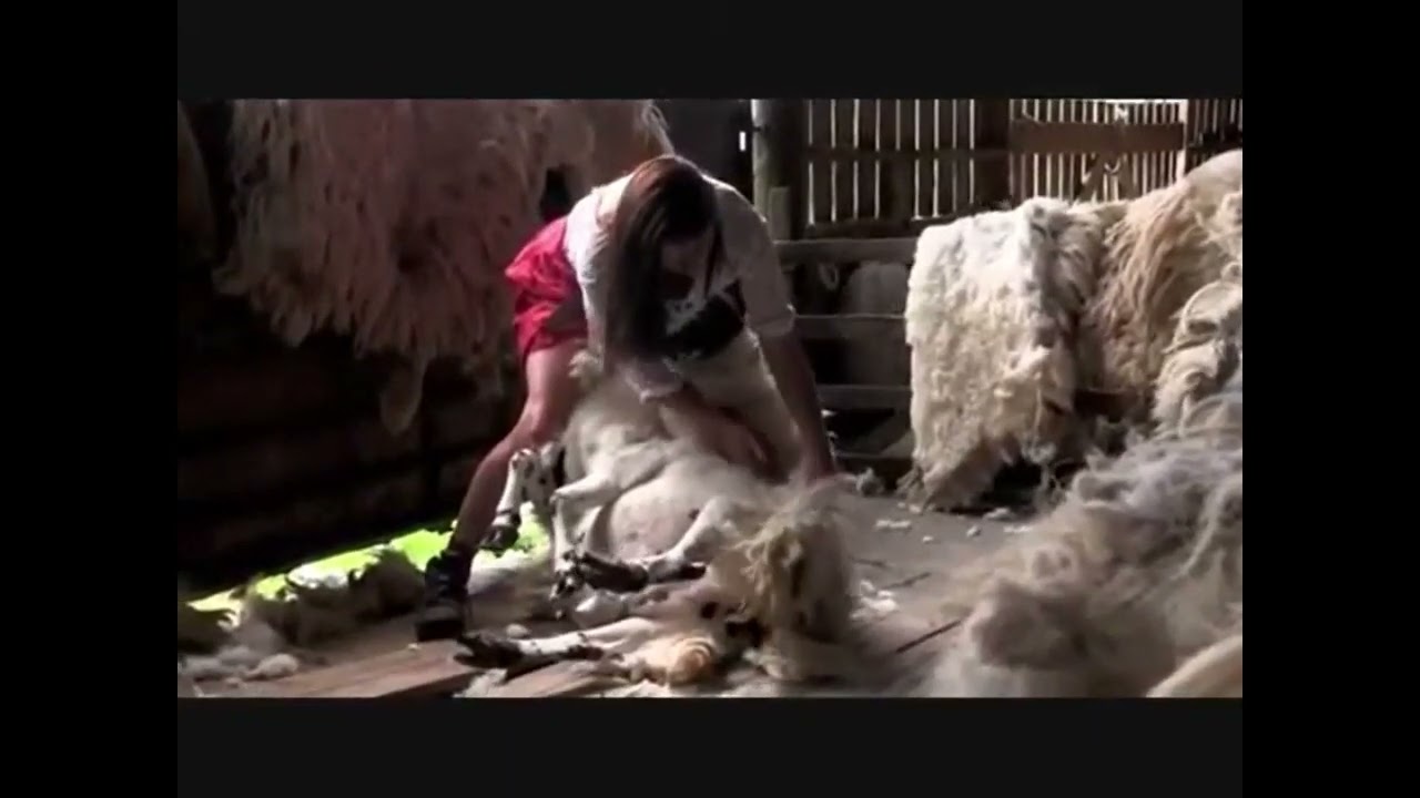 THE SHEARING NO FOR YOU        SHEENA WELLINGTON