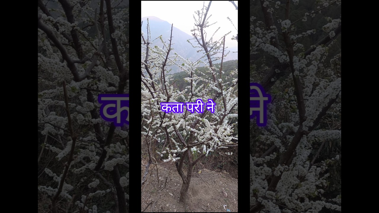 मगर खाम भाषा कसरी बोल्ने 🤔How speak Magar kham language 📝#magarkham short video