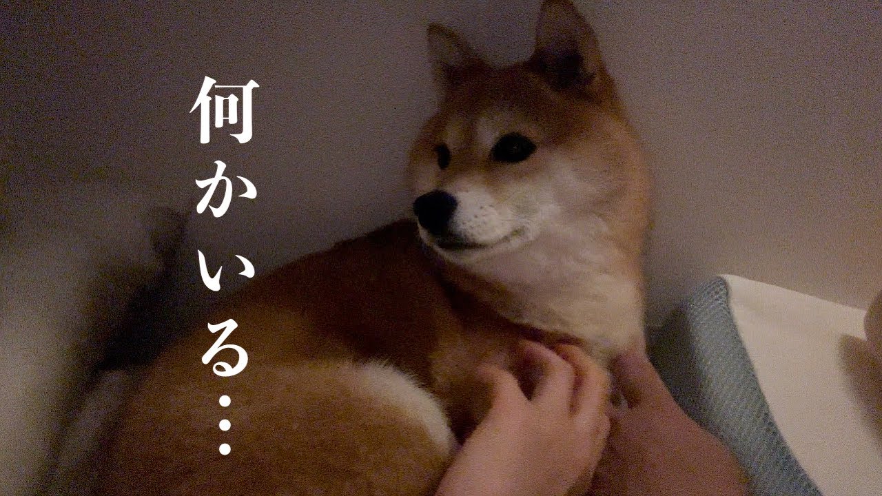 何かに怯える愛犬の姿を見て犬は人間には感じることができない何かを察知する能力があると思いました…