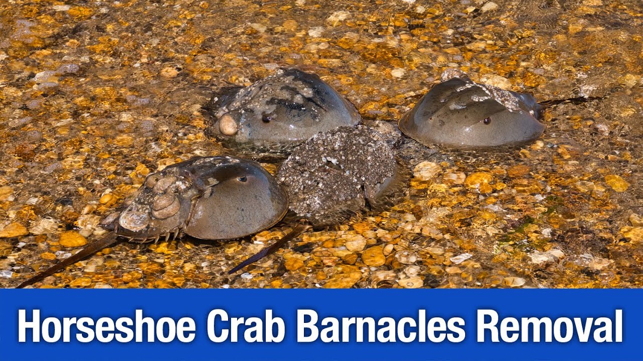 Horseshoe Crabs Barnacles Removal (05-31-2022)