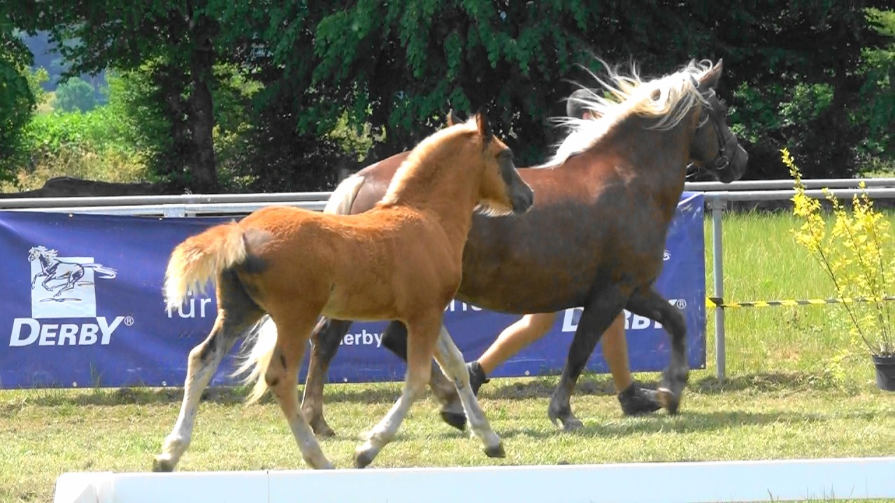 99. Hannelore - SchwK Stute von Vogt x Hexle v. Wilder Retter - Fohlenschau Pfullendorf - 24.06.2023