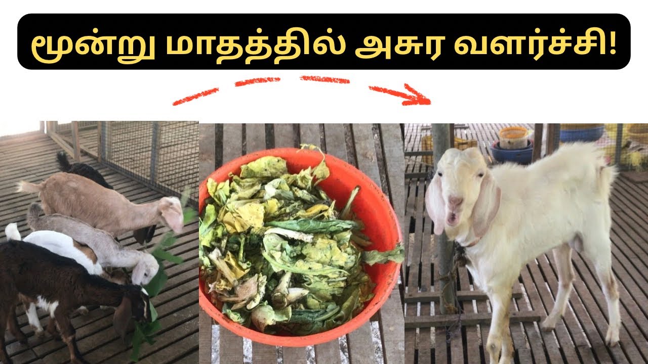 ஆடு வளர்ப்பில் கோடீஸ்வரன் ஆகும் ரகசியம்!