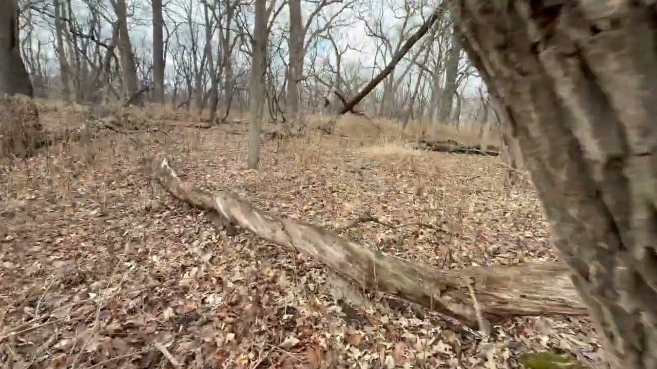 ASMR a desperately needed nature walk🐿️
