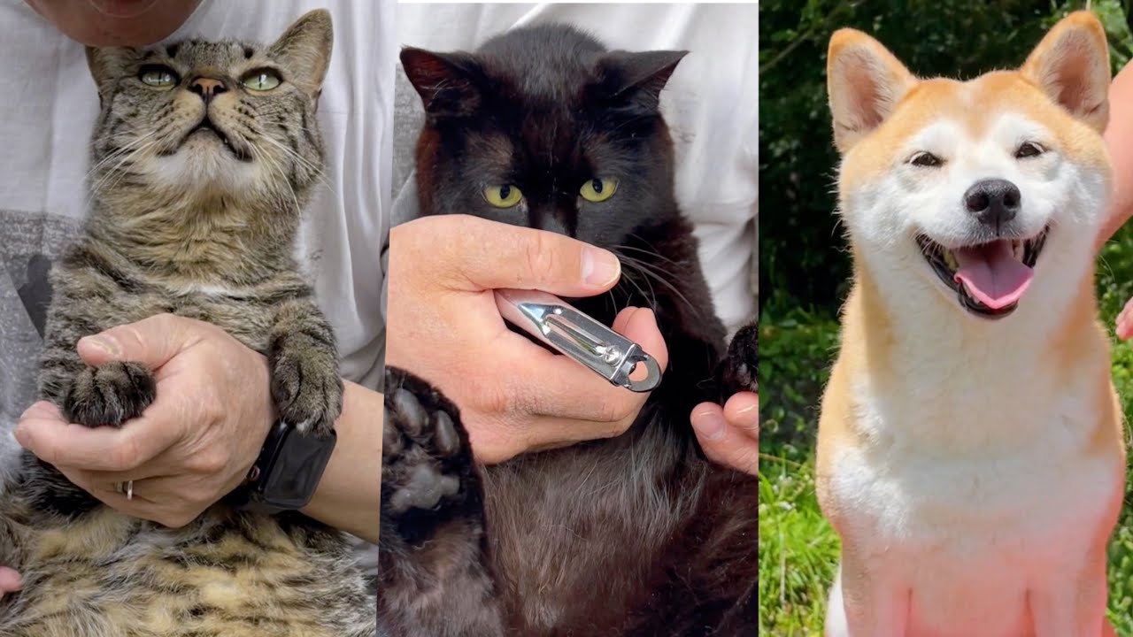 【爪切り】目を逸らしてやり過ごす者、脱出を試みる者　Cats' different reactions when clipping their claws