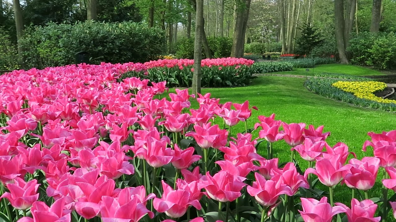 Keukenhof garden, Lisse, Netherlands