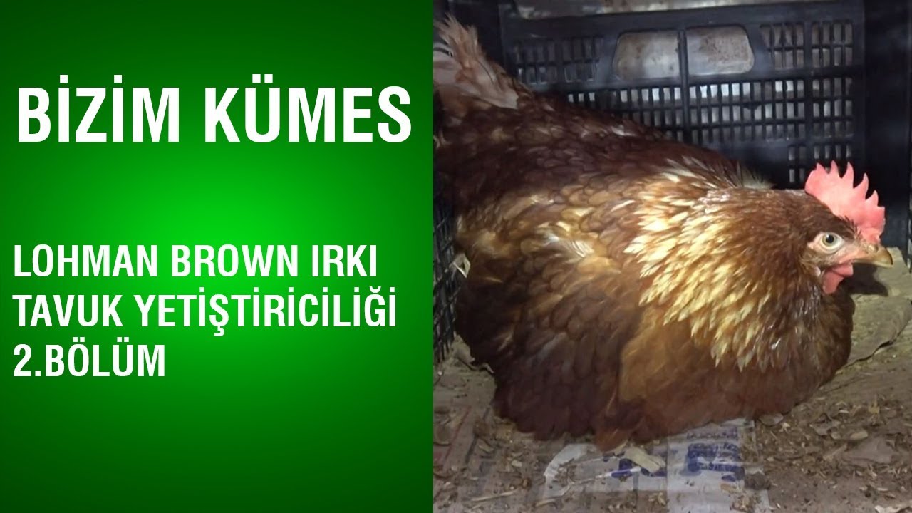 Bizim Kümes - Lohman Brown Irkı Tavuk Yetiştiriciliği / 2.Bölüm