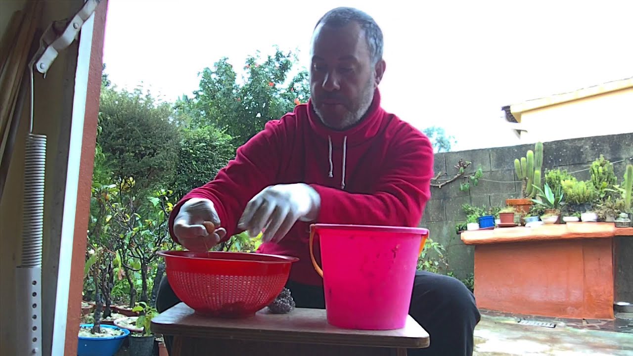 Como limpiar el fruto del ginkgo biloba para obtener su semilla 9 noviembre 2013.