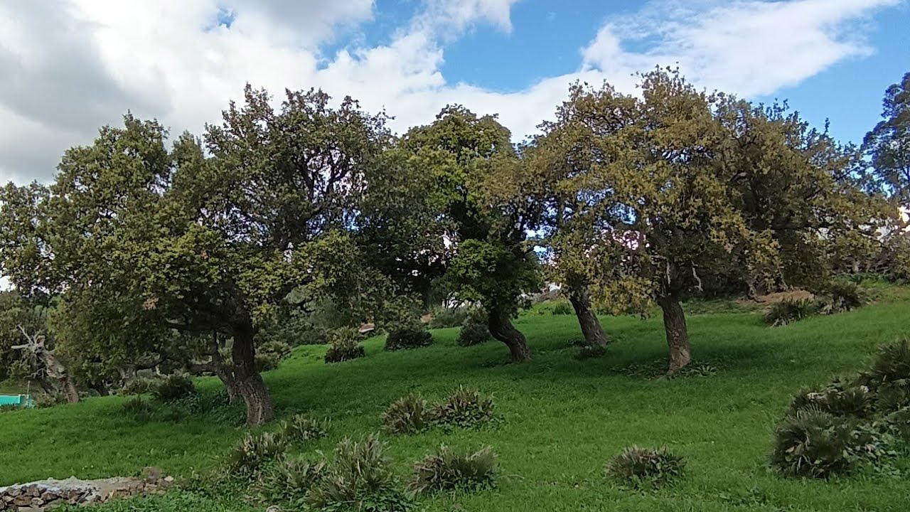 أرض للبيع 🌳 رخيصة وراءعةومفججة🏞️مساحة 3083متر على الطريق منطقة الزميج 0703640826طنجة🤗