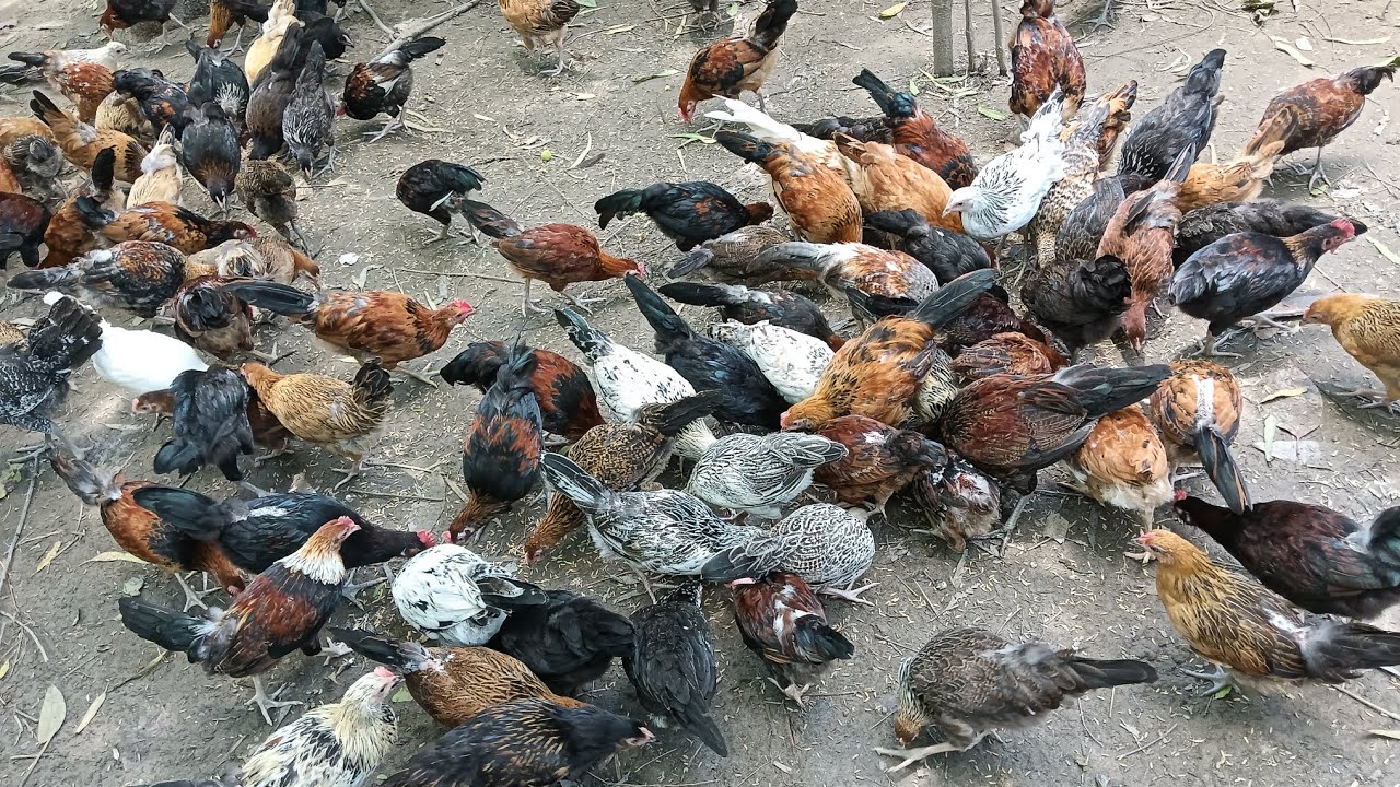আজকে আমার সখের খামারে শিয়ালের আক্রমণ 💯🇧🇩#youtube #chicken #farming @gramerkhamari @KhamarBD 
