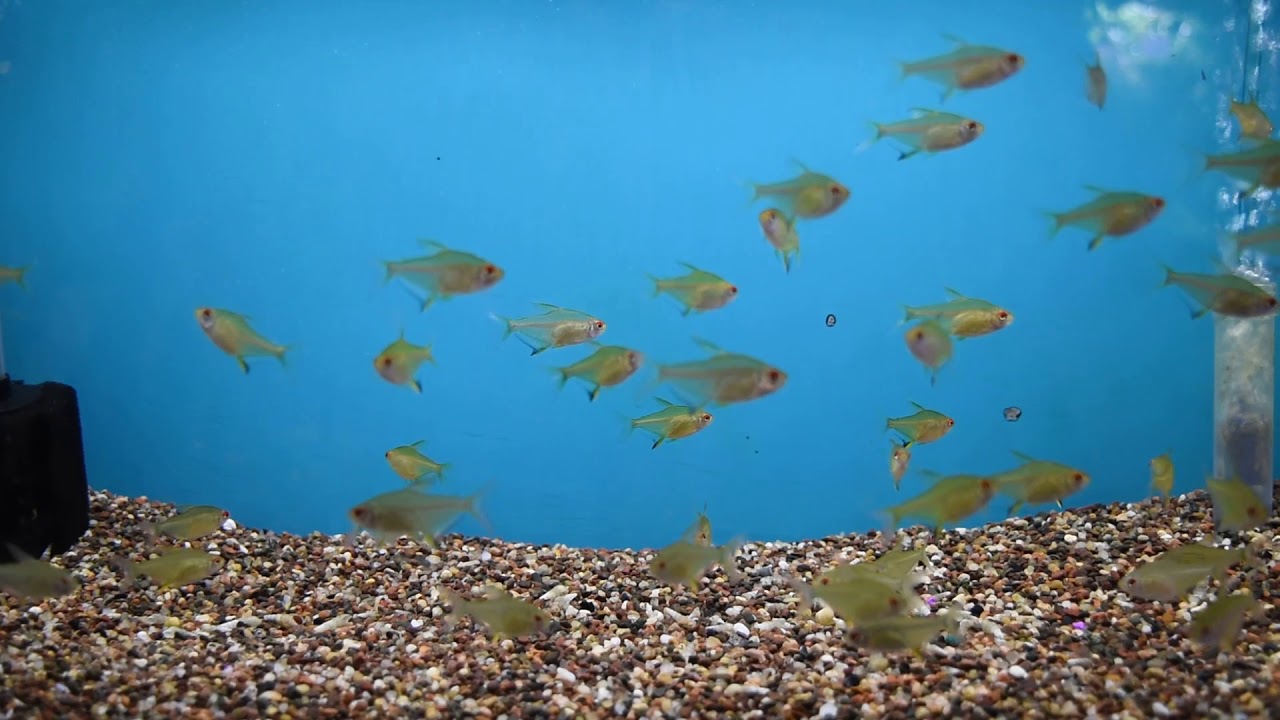 Lemon Tetra