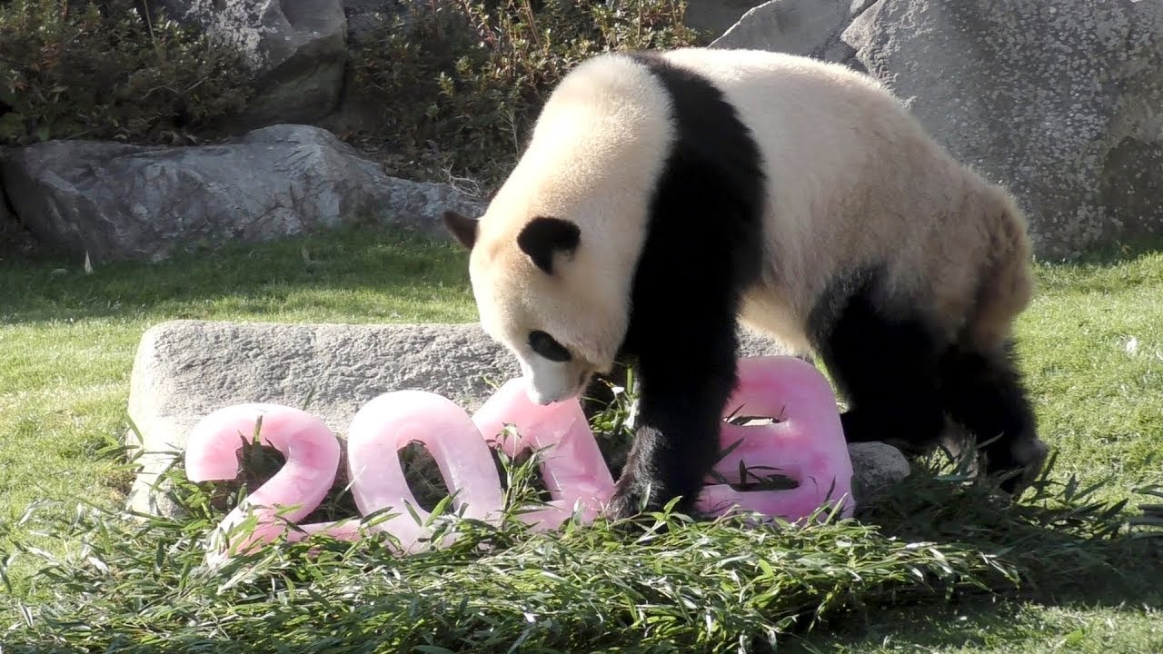 【2019パンダ初め🎍】🐼あけおめッ✨元旦結たん🎀💕　Giant Panda -Yuihin-☆A Happy New Year