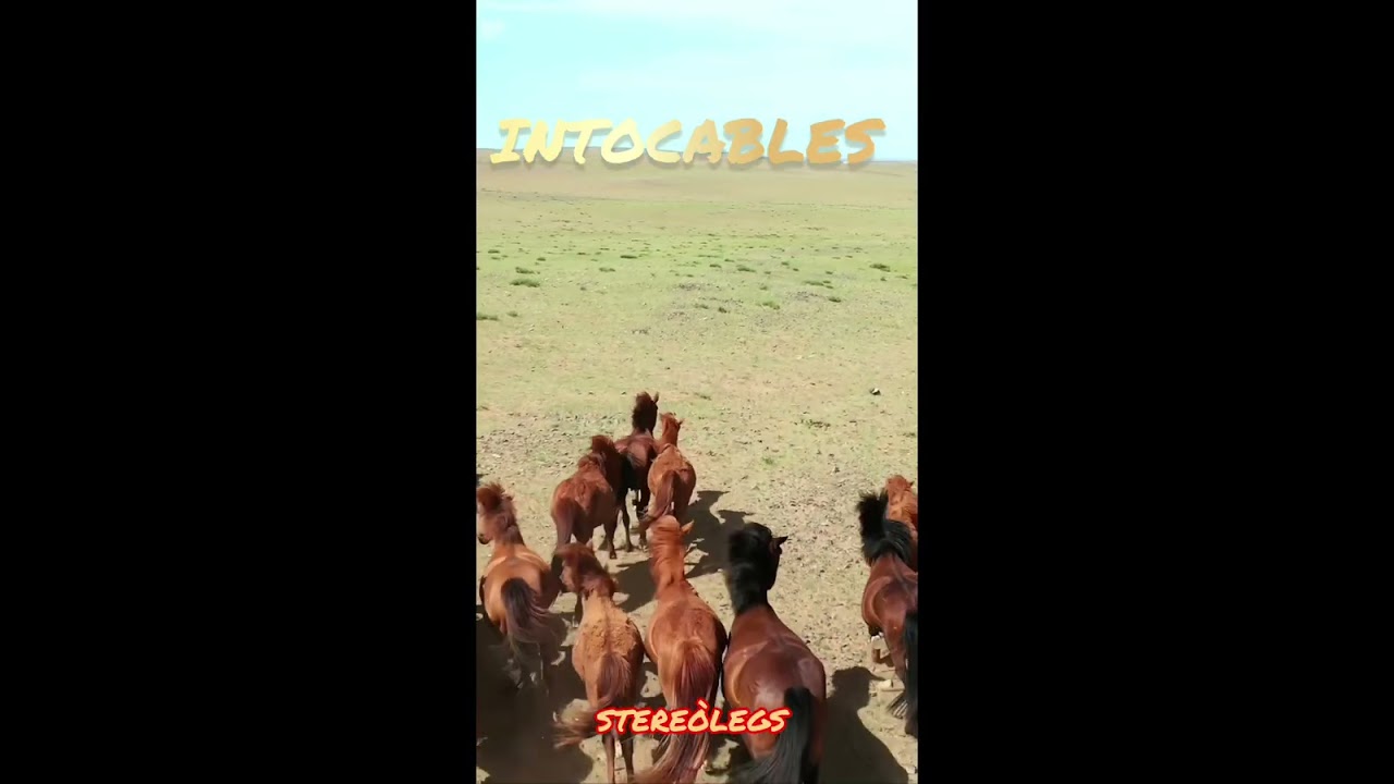 INTOCABLES (EFECTE PIROFÒRIC) -STEREÒLEGS -
