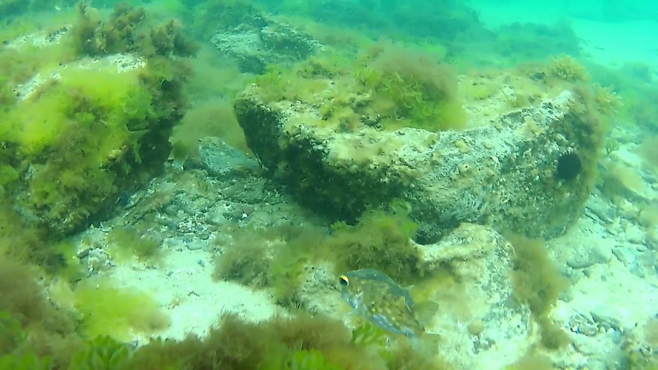 (10000 snapper) snorkerling frankston