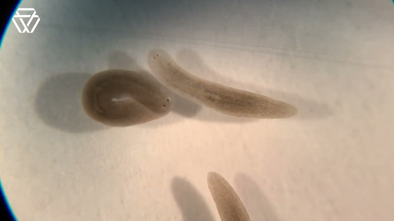 Spring/Summer 2022 Research Highlights | Whitehead Institute