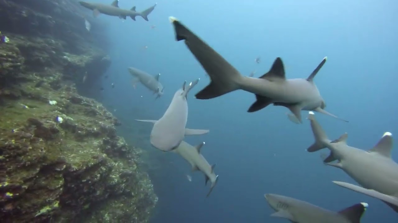 Socorro Freediving Liveaboard