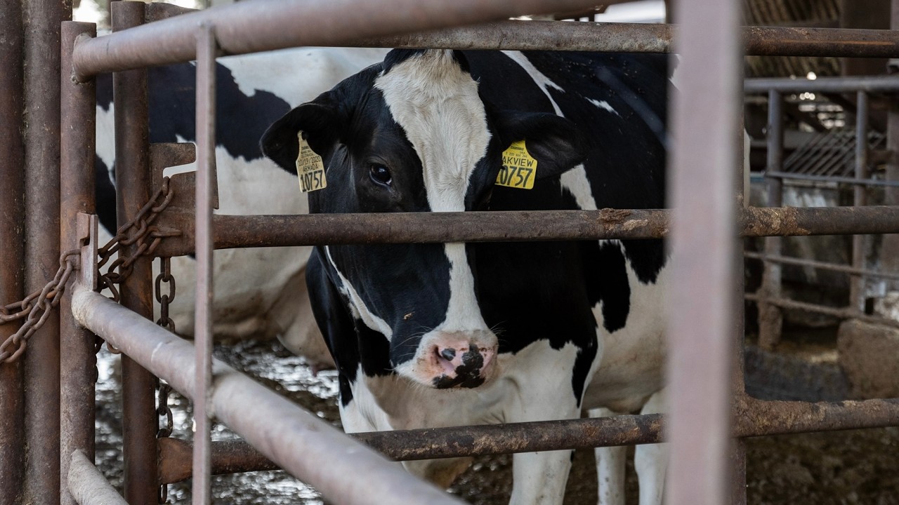 California Dairy Farming