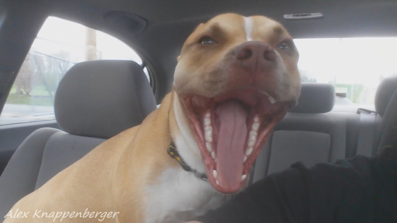 What Real Pit Bull Attacks Look Like