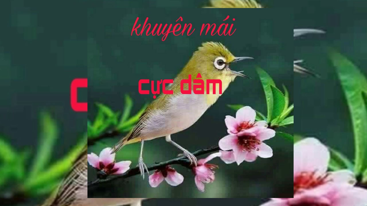 Khuyên mái Te cực dâm kích trống líu căng - khuyên líu chòe