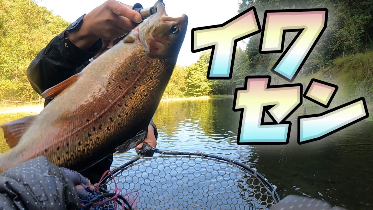 魚影がスゴイ！あの有名な管理釣り場日本イワナセンター［イワセン］へ初挑戦
