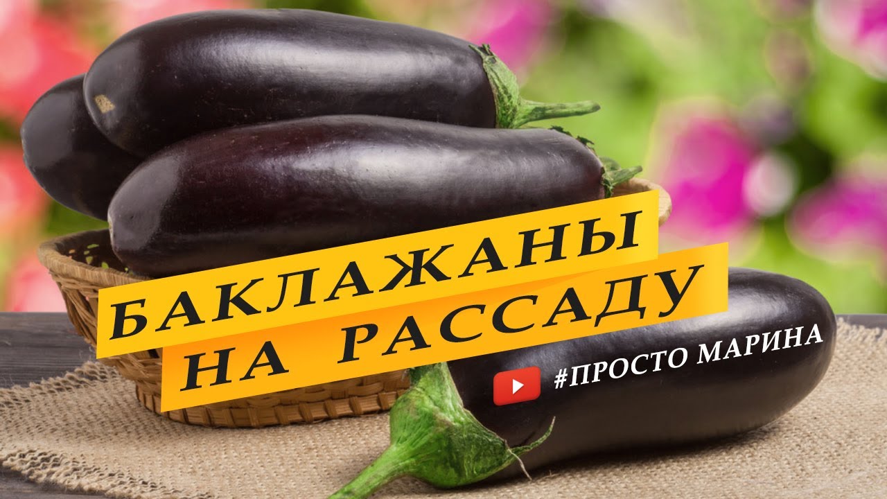 Посев семян баклажанов на рассаду.