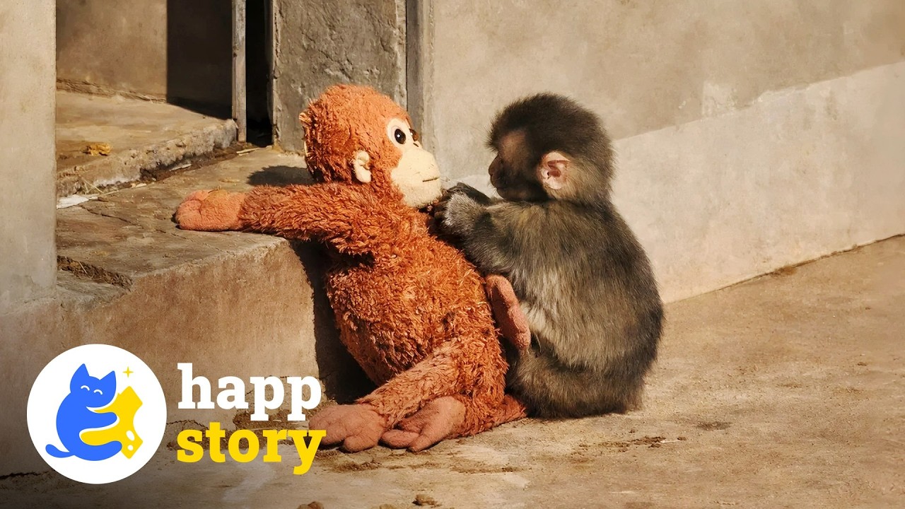 Matka Puncha Monkey'a nie była złą matką | HAPP