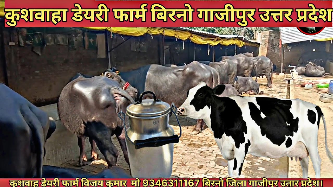 कुशवाह डेयरी फॉर्म बिरनो गाजीपुर उत्तर प्रदेश दूध उत्पादन विजय कुमार संपर्क  9346311167भैंस बिकाऊ है