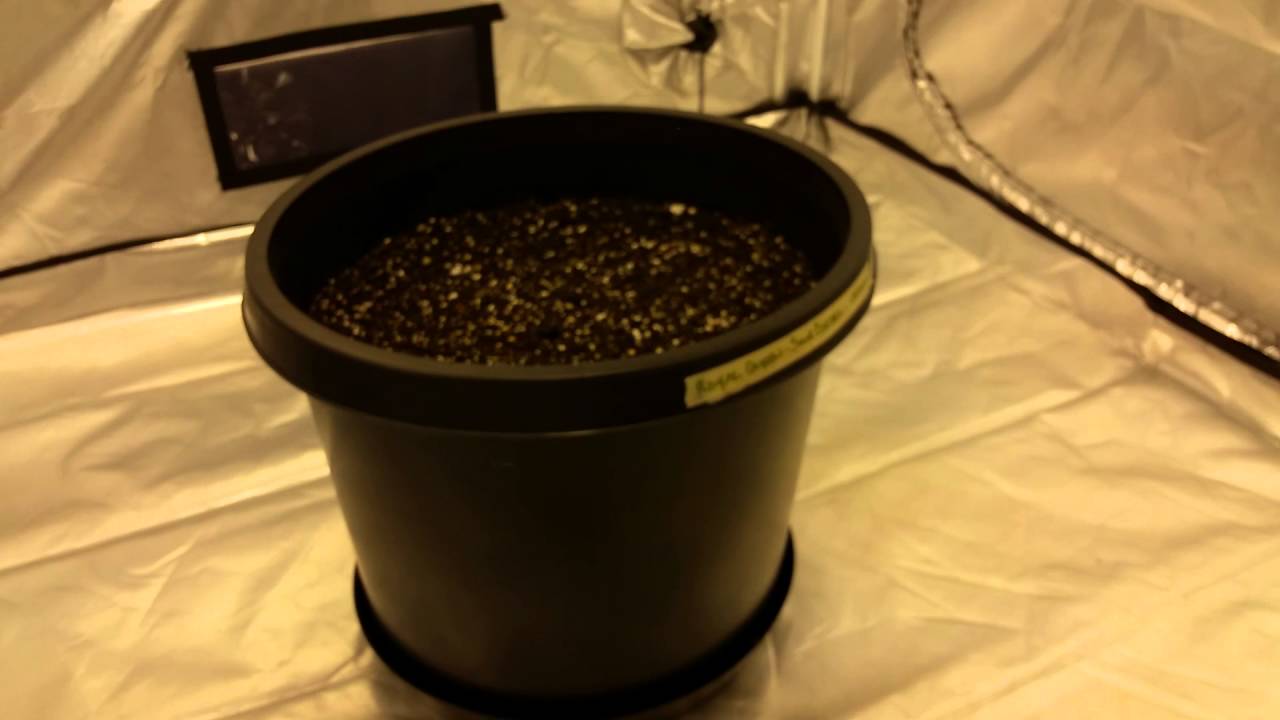 1000 watt royal queen seeds sour diesel grow. Topping, fimming, tying, super cropping. Part 1