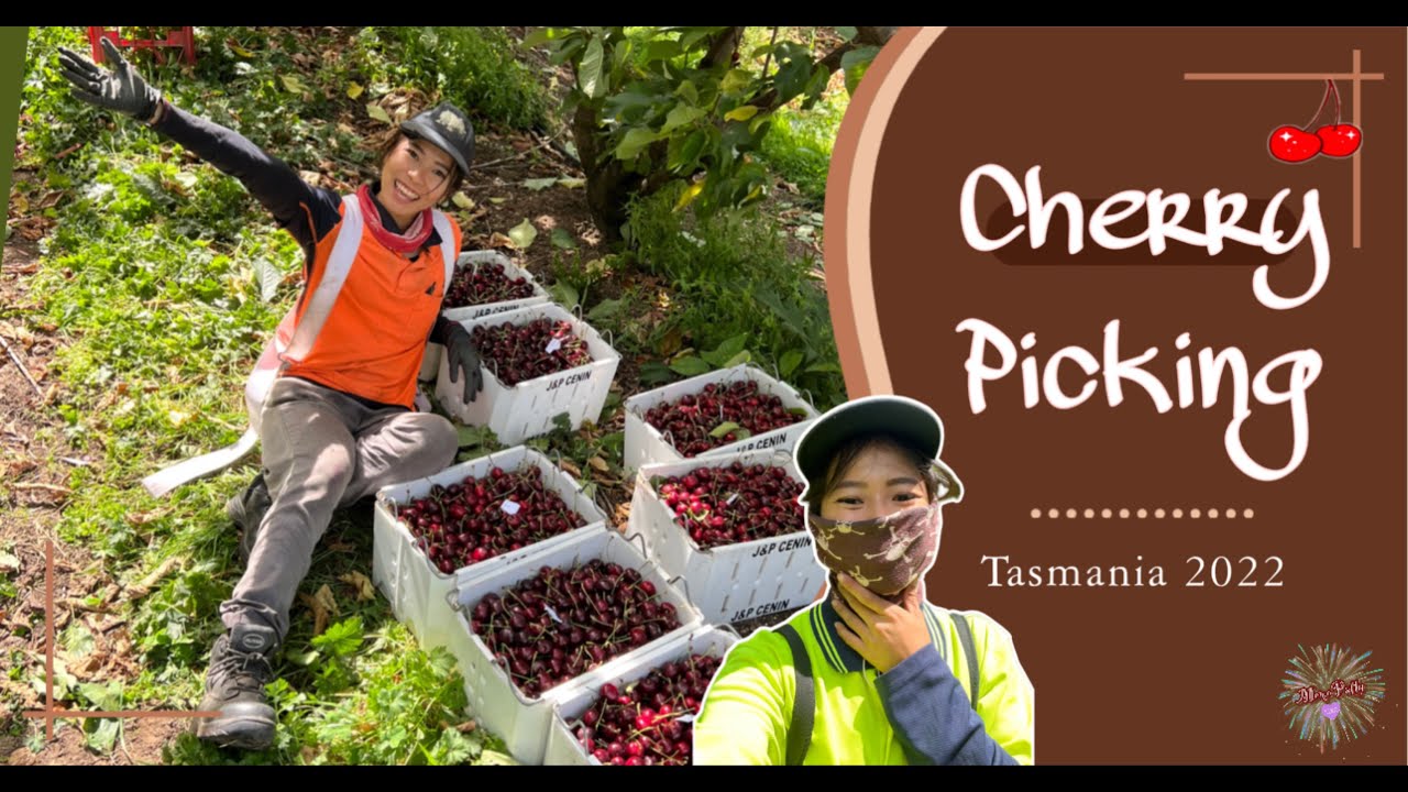 งานฟาร์มในออสเตรเลีย EP.6 | เก็บเชอร์รี่ Cherry Picking in Tasmania, Stay Camping {MP:13}
