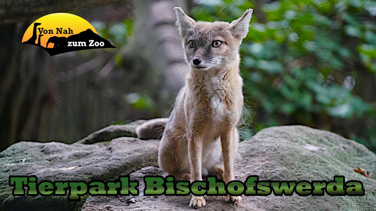 Tierpark Bischofswerda - Klein aber fein? - Kleiner Zoo im Fokus 4k
