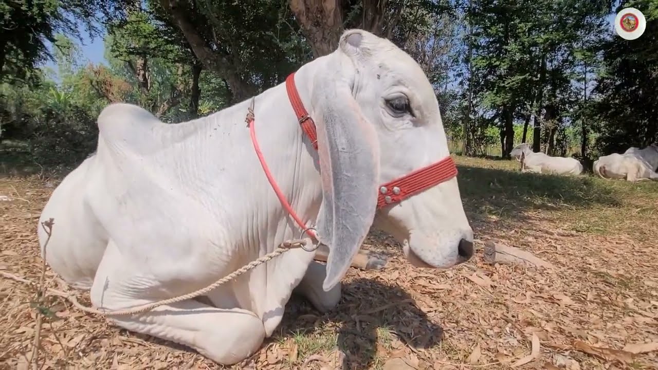 Enjoy your weekend with the cows.