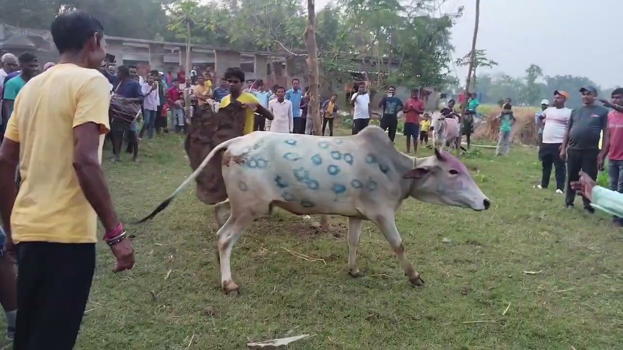 পুরুলিয়া জেলায় এক অবাক করা কাড়া খুটা || মানুষ কে রগদাই নিয়ে গেল || 