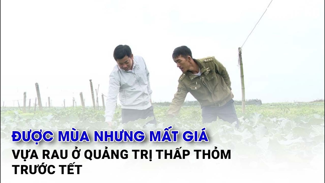 Được mùa nhưng mất giá, vựa rau ở Quảng Trị thấp thỏm trước Tết| Báo Lao Động