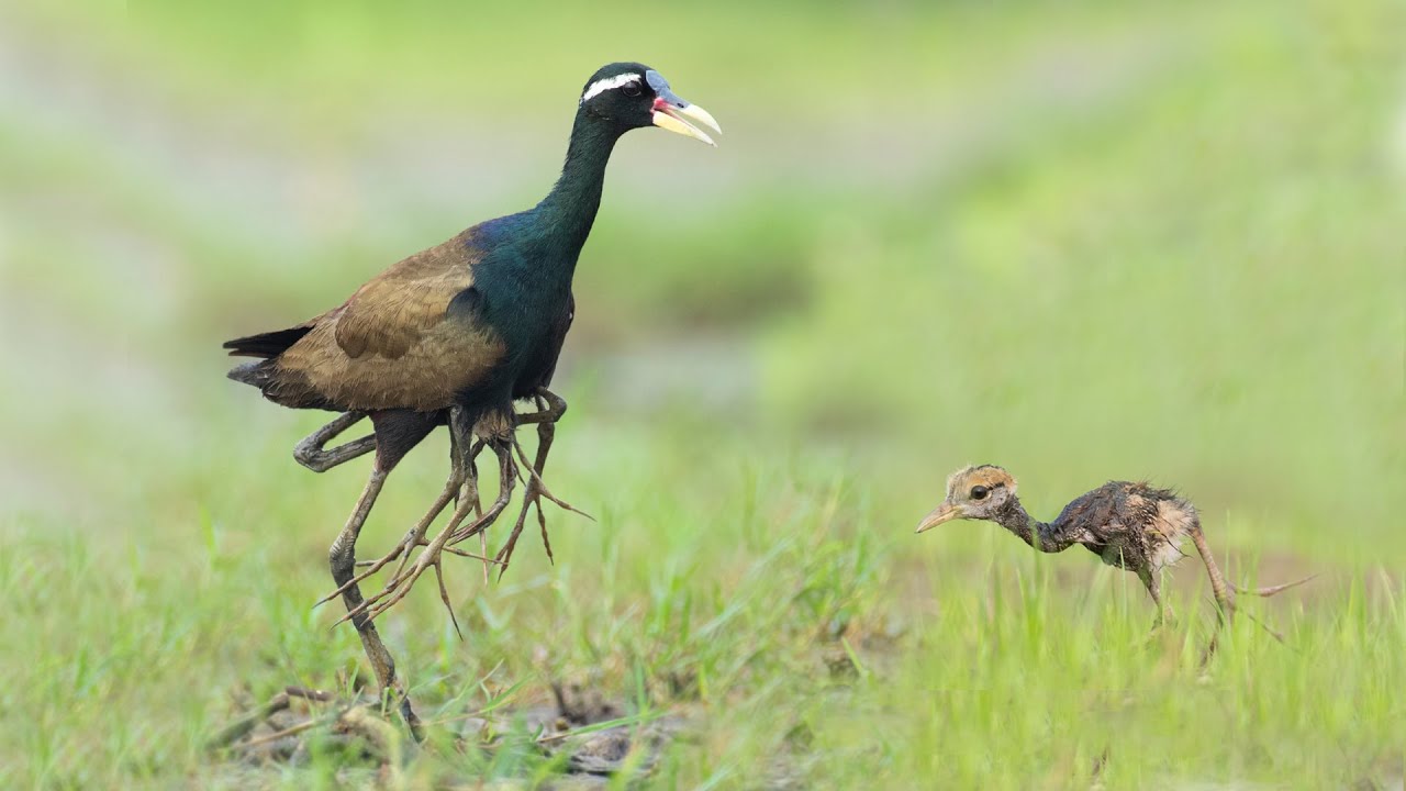 Bronze winged Jacana chicks | Bronze winged Jacana | Jacana | Jacana chicks hide under male's wings|
